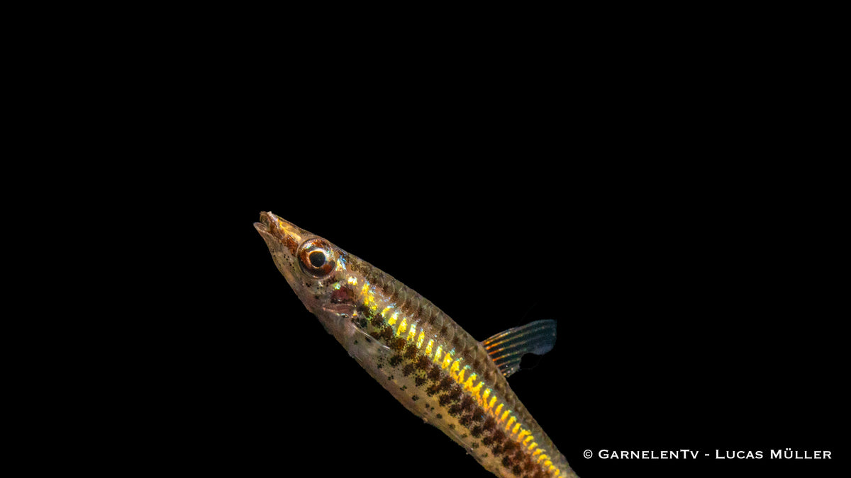 Nannostomus unifasciatus peaceful aquarium fish