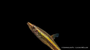 Nannostomus unifasciatus peaceful aquarium fish
