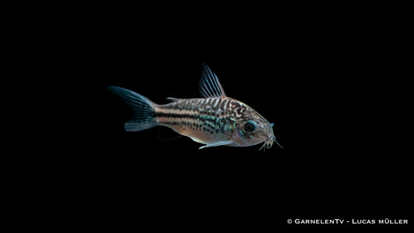 Nanus Panzerwels - Corydoras nanus (DNZ)