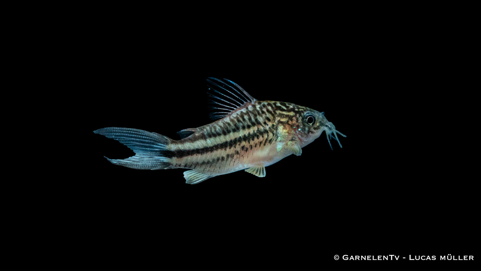 Napopanzerwels – Corydoras napoensis im bepflanzten Aquarium