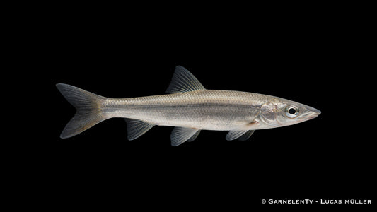 Nase Chondrostoma nasus mit typischer unterständiger Maulform im strömungsreichen Kaltwasser