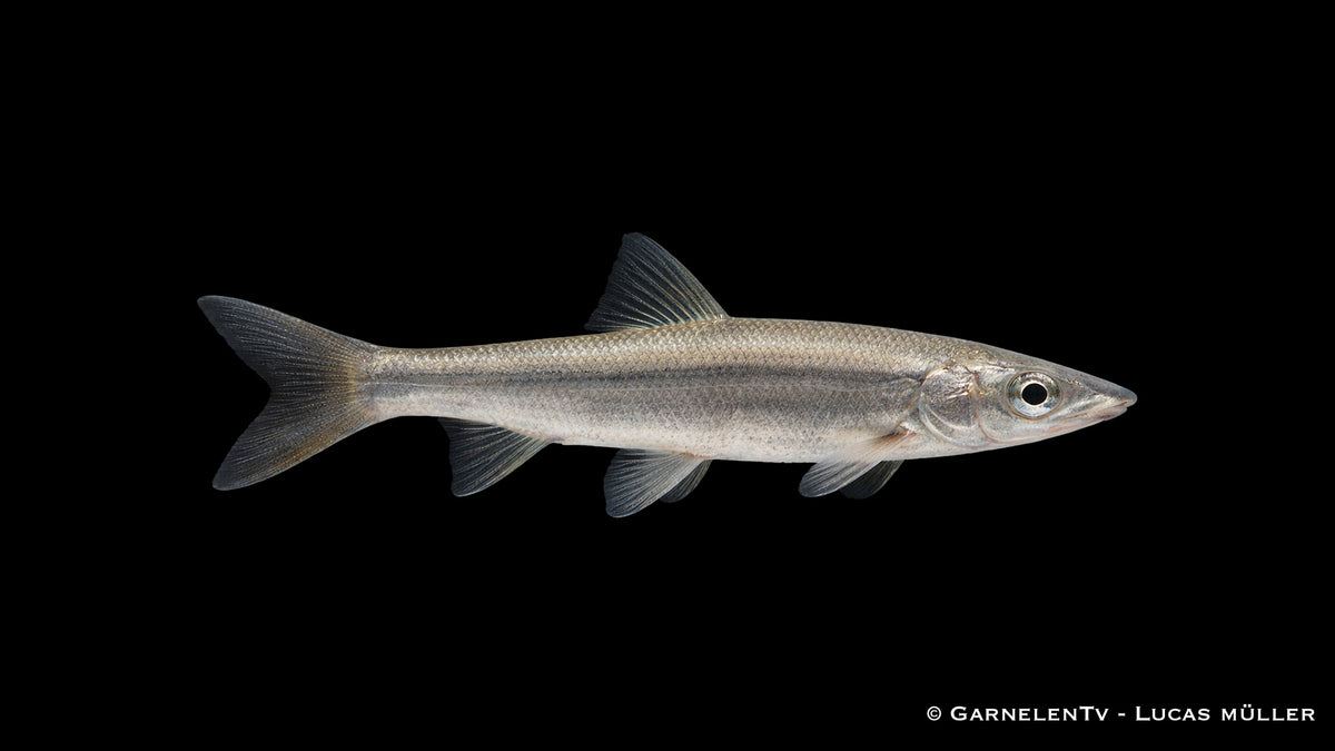 Nase Chondrostoma nasus mit typischer unterständiger Maulform im strömungsreichen Kaltwasser