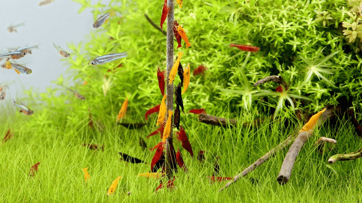 Zwerggarnelen im Aquarium mit Fischen beim fressen von einem Shrimp Lolli