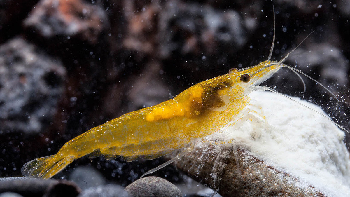 Yellow Fire Garnele im Aquarium am fressen von Mineral Pudding.