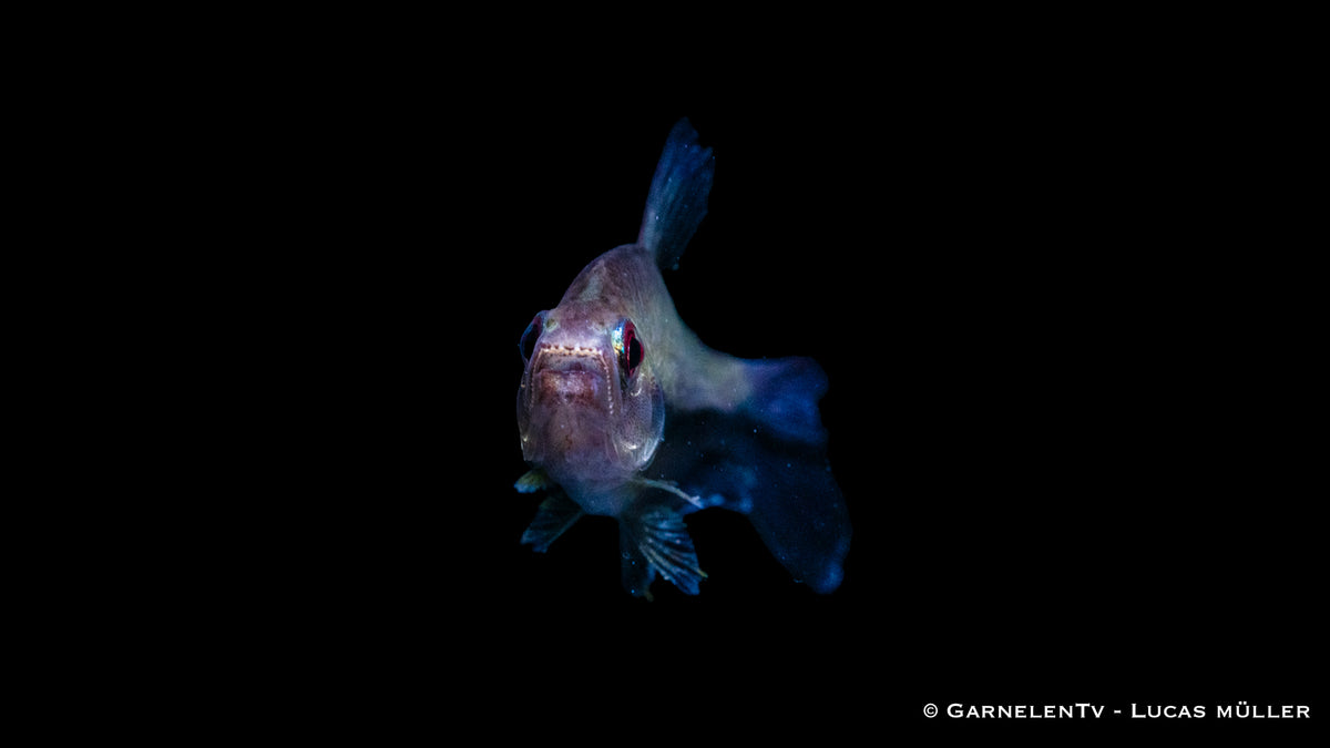 Nematobrycon lacortei peaceful aquarium fish