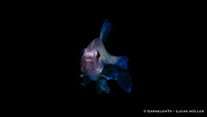 Nematobrycon lacortei peaceful aquarium fish