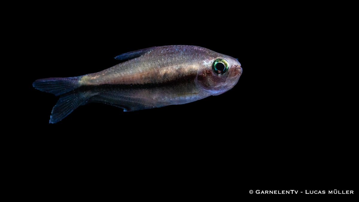 Nematobrycon lacortei schooling with other fish