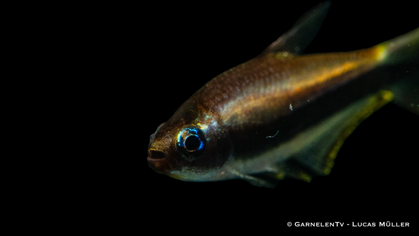 Kaisertetra (Nematobrycon palmeri) im Aquarium