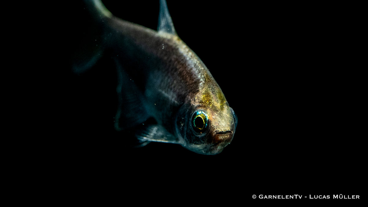 Nematobrycon palmeri &quot;black&quot; Zierfisch