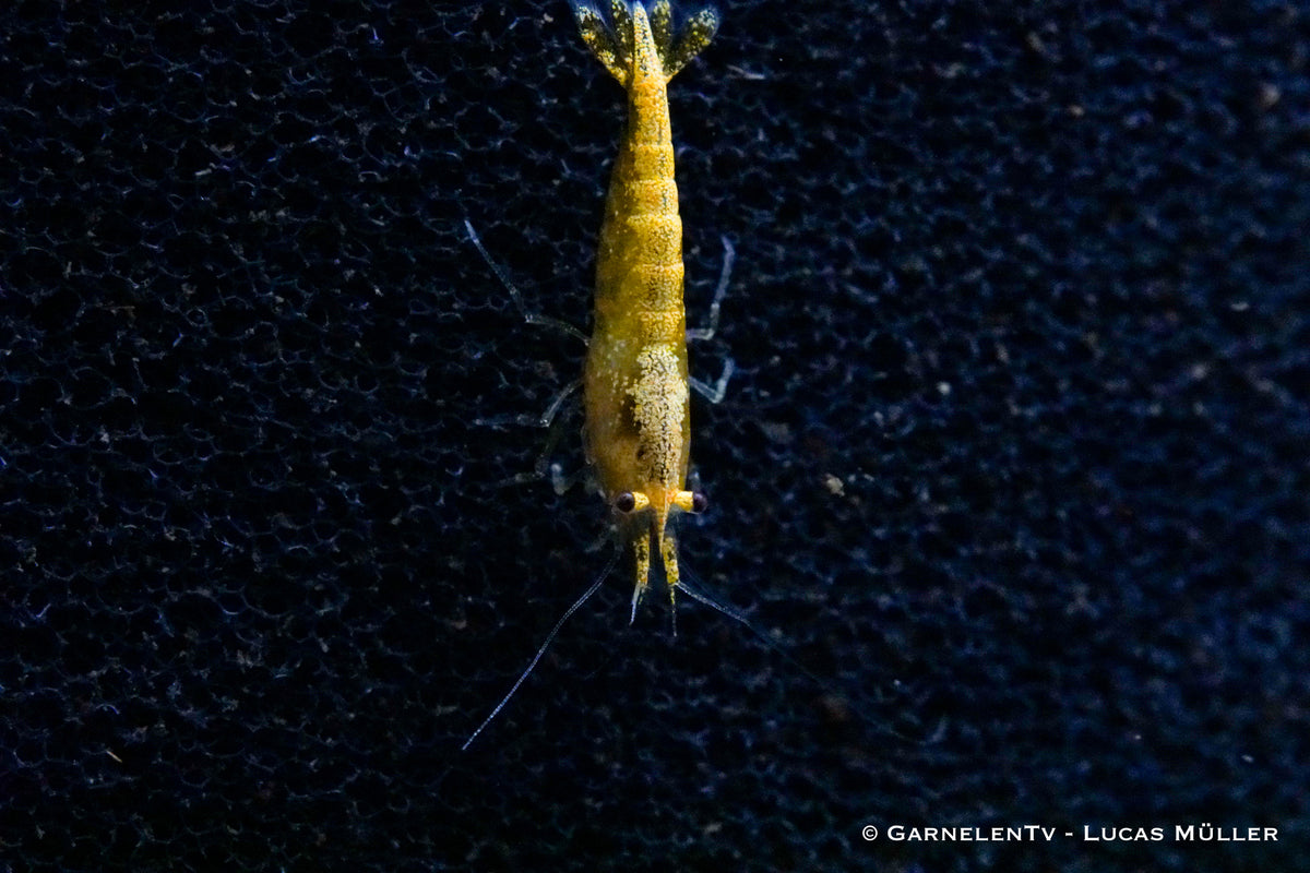 Neocaridina davidi in Nahaufnahme