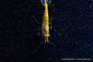 Neocaridina davidi in Nahaufnahme