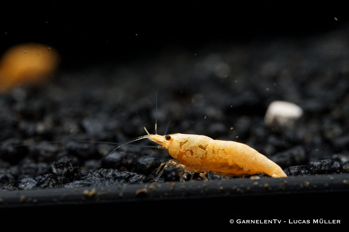 Neocaridina davidi in einem Nano-Aquarium