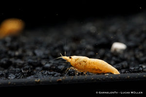 Neocaridina davidi in einem Nano-Aquarium