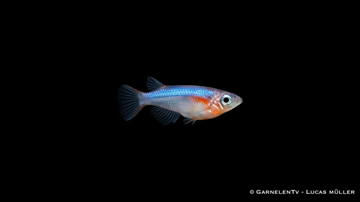 Gruppe Oryzias woworae in klar strukturiertem Aquarium mit dichter Randbepflanzung