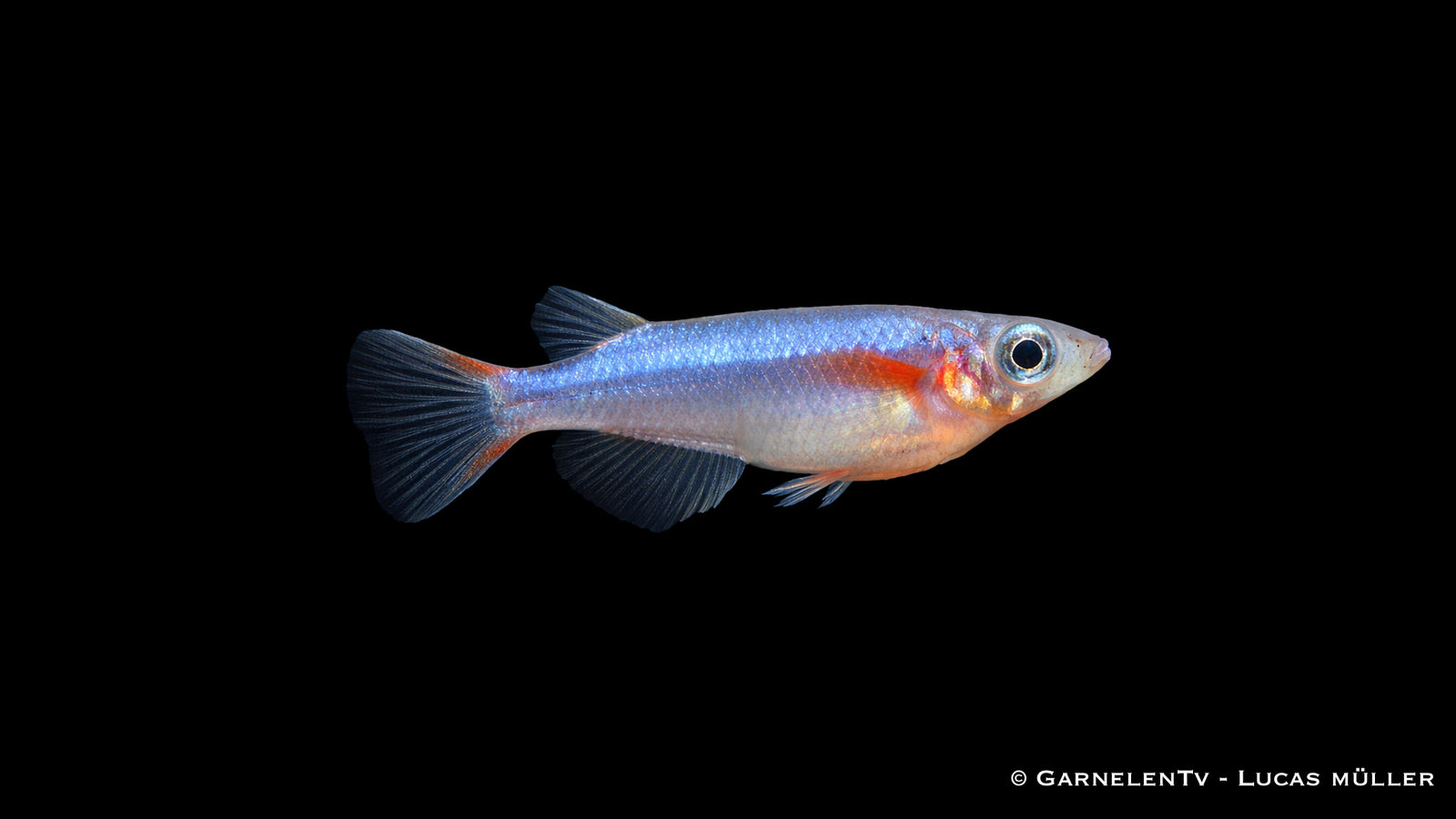 Neon Reiskärpfling Oryzias cf. woworae Männchen mit leuchtend blauen Flossen im Schwarm