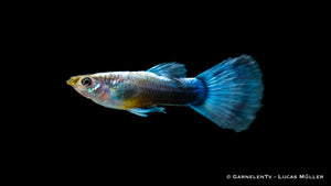 Neon Blau Guppy displaying vibrant blue fins