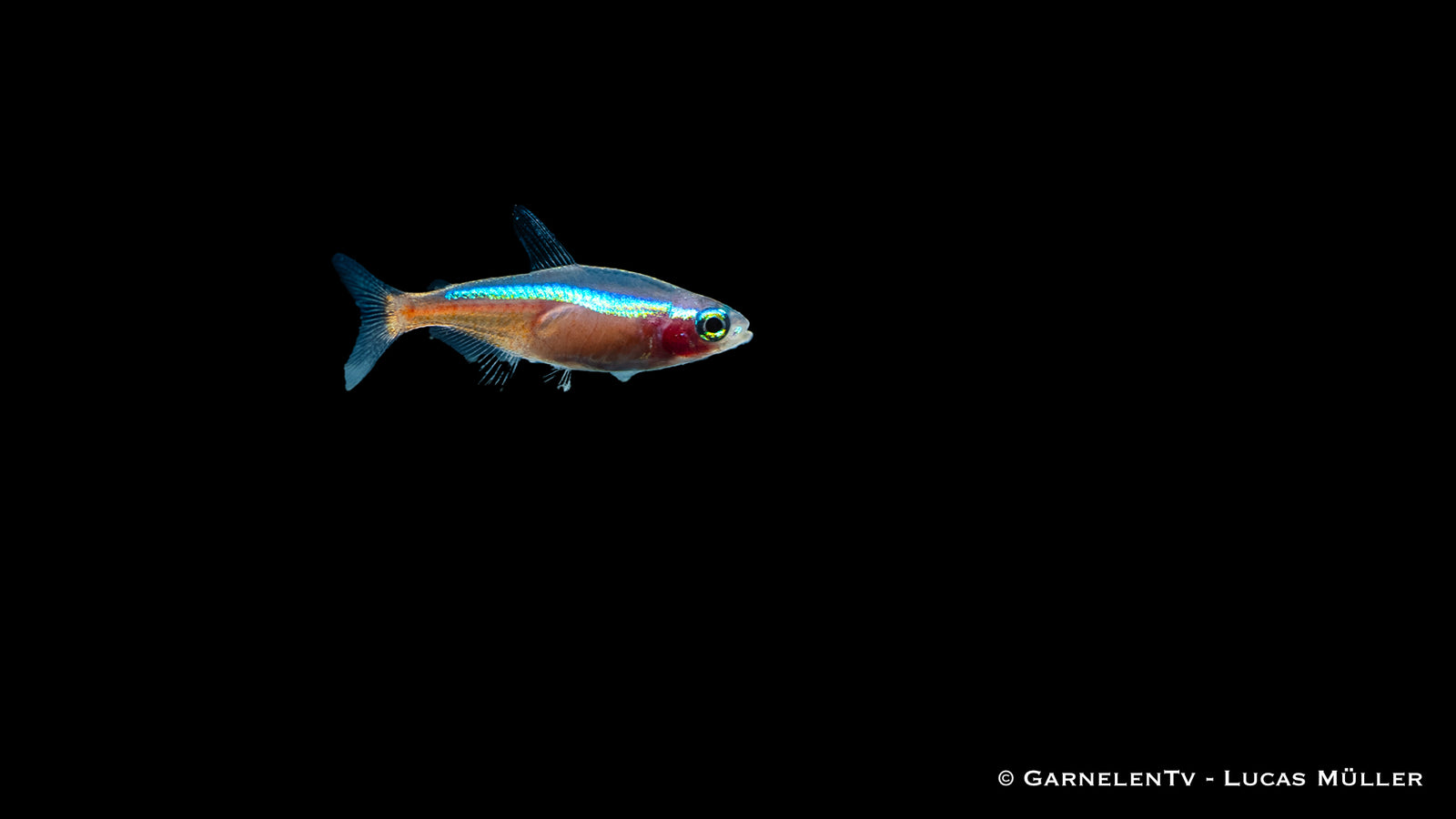 Neon Rot-Gold Paracheirodon axelrodi Fish Swimming