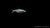 Neon Rot-Gold Paracheirodon axelrodi Fish Swimming