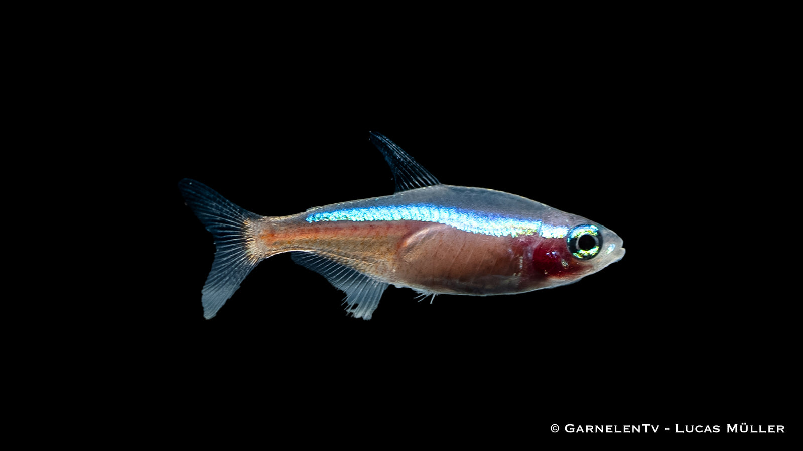 Neon Rot-Gold Paracheirodon axelrodi Fish Swimming