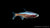 Neon Rot-Gold Paracheirodon axelrodi Fish Swimming