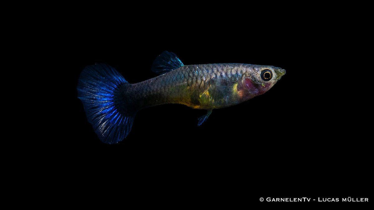Guppy Weibchen "Neon Blau" - Poecilia reticulata