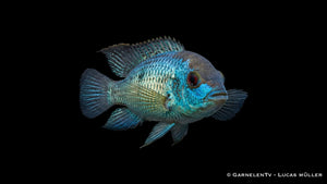 Nahaufnahme eines Andinoacara pulcher Neon Blue mit kräftigem Körperbau, blauen Glanzschuppen und typischer Buntbarschform