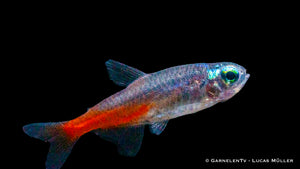 Neonsalmler Diamant Nahaufnahme im Wasser