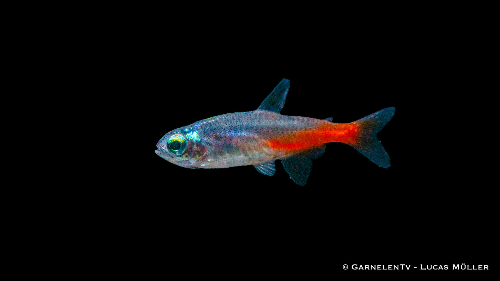 Neonsalmler Diamant Paracheirodon innesi im Aquarium