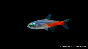 Neonsalmler Diamant Paracheirodon innesi im Aquarium