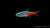 Neonsalmler Diamant Paracheirodon innesi im Aquarium