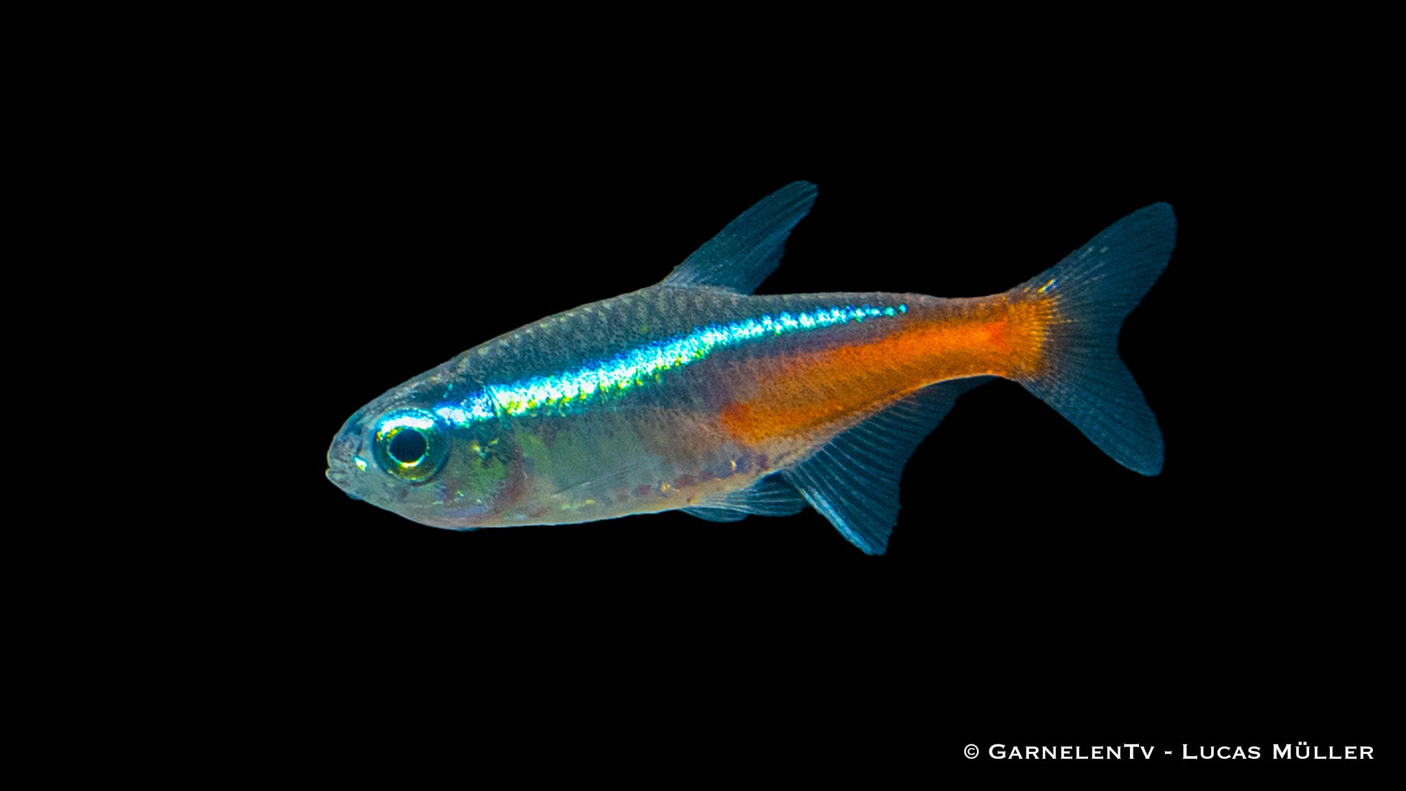 Neonsalmler Paracheirodon innesi im Süßwasser Aquarium am Schwimmen