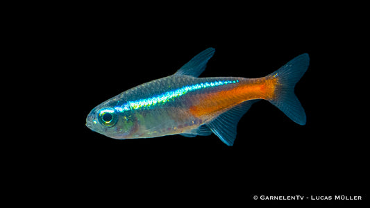 Neonsalmler Paracheirodon innesi im Süßwasser Aquarium am Schwimmen