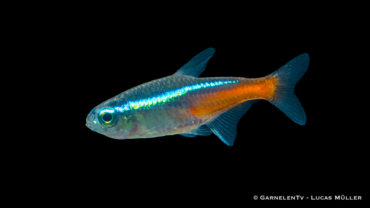 Neonsalmler Paracheirodon innesi im Süßwasser Aquarium am Schwimmen