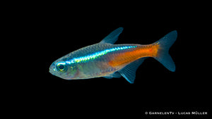 Neonsalmler Paracheirodon innesi im Süßwasser Aquarium am Schwimmen