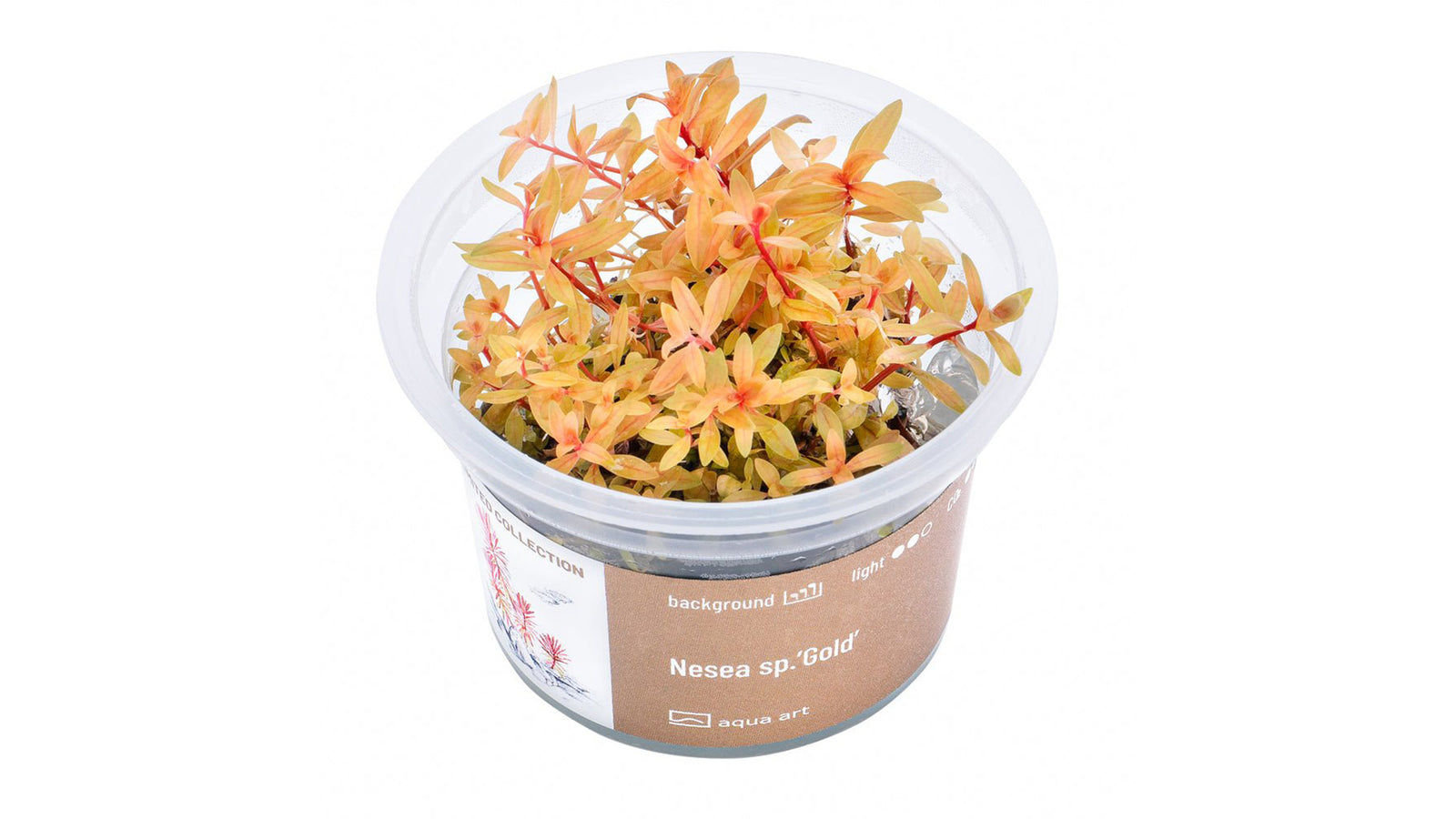 Nesea sp.’Gold’ - InVitro