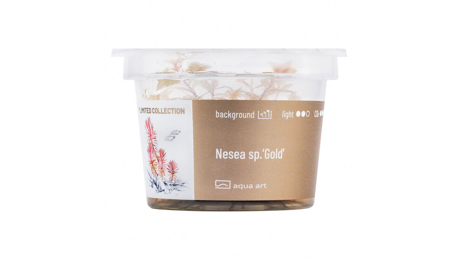 Nesea sp.’Gold’ - InVitro