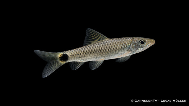Netz Pinselalgenfresser - Crossocheilus reticulatus