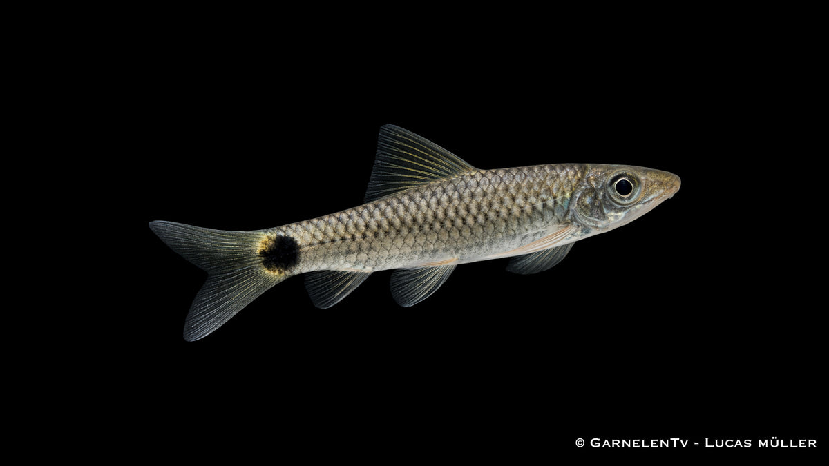 Netz Pinselalgenfresser - Crossocheilus reticulatus