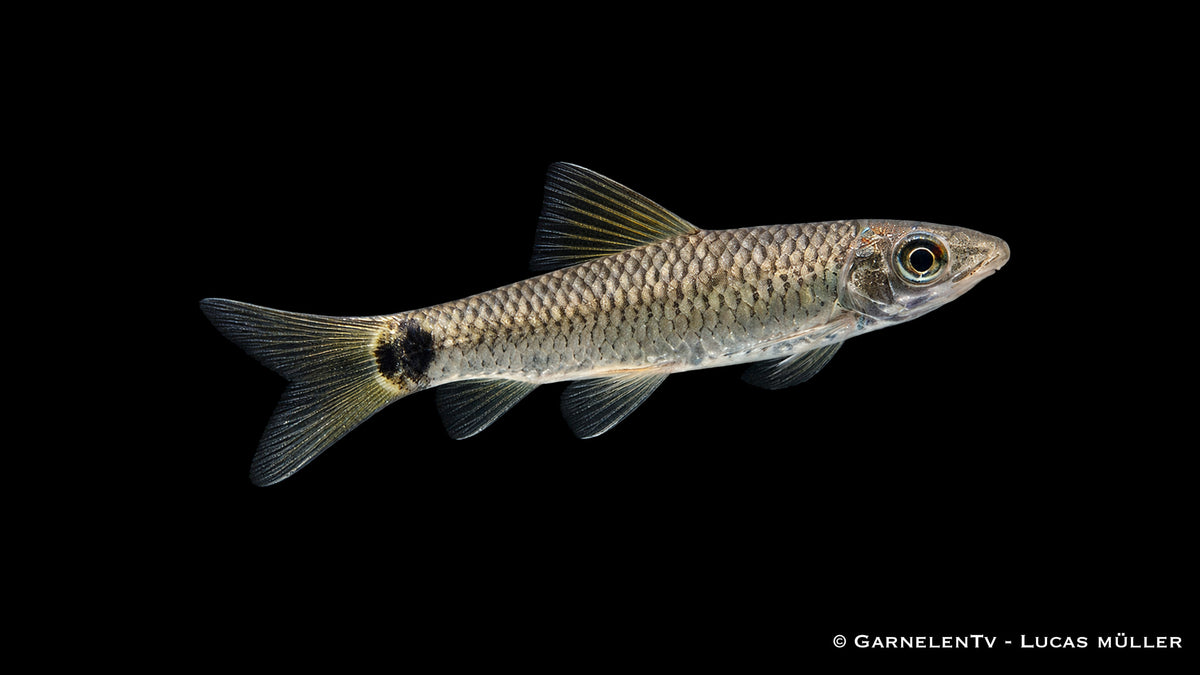 Netz Pinselalgenfresser - Crossocheilus reticulatus