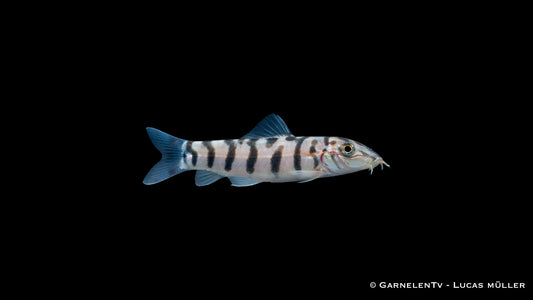 Netzschmerle - Botia lohachata im Aquarium