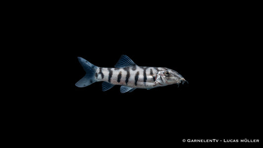 Netzschmerle - Botia lohachata