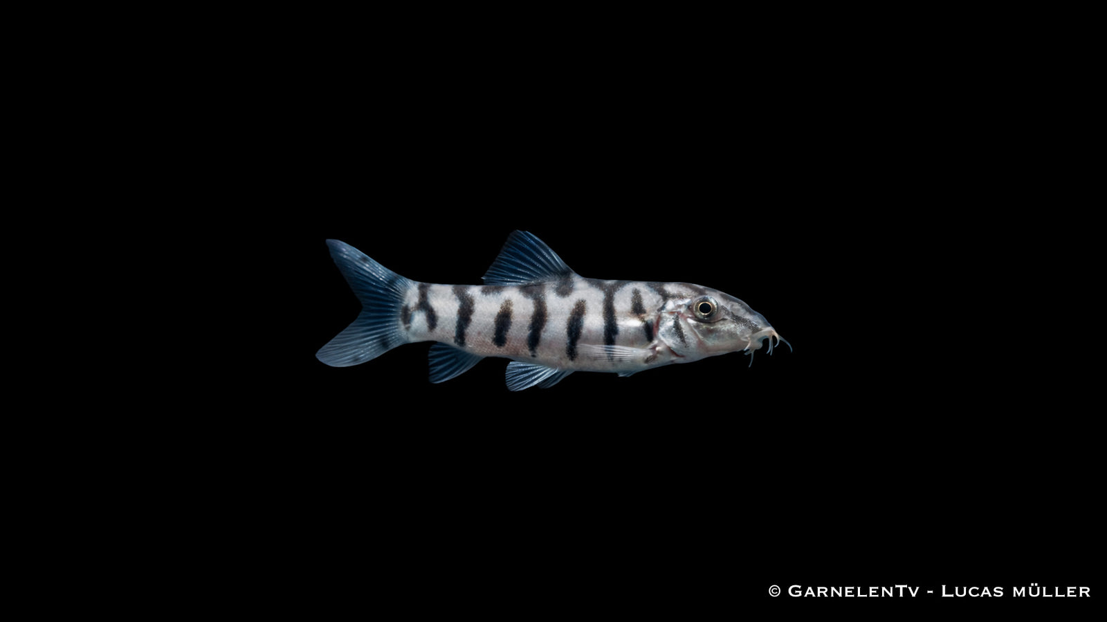Netzschmerle - Botia lohachata im Aquarium