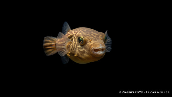 Nil Kugelfisch - Tetraodon fahaka