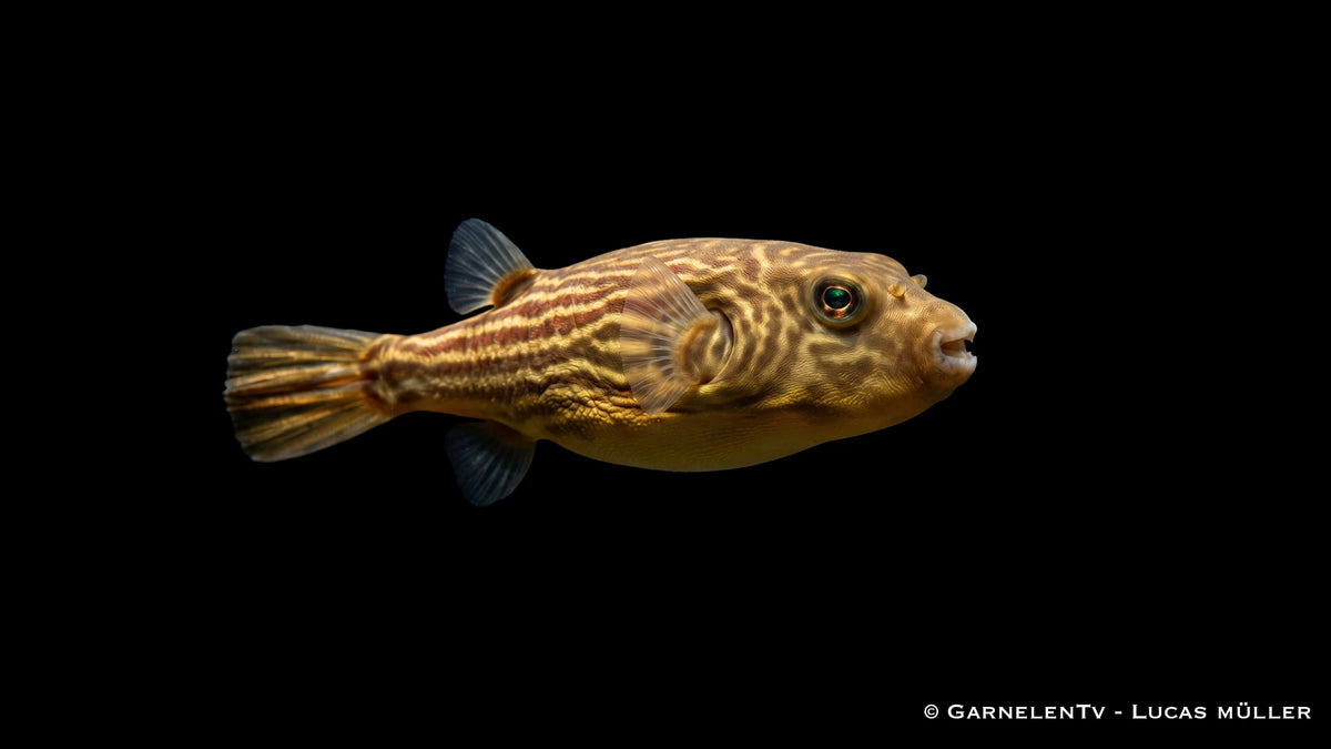 Nil Kugelfisch - Tetraodon fahaka