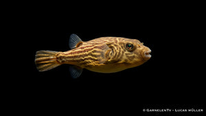Nil Kugelfisch - Tetraodon fahaka