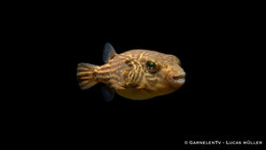 Nil Kugelfisch - Tetraodon fahaka