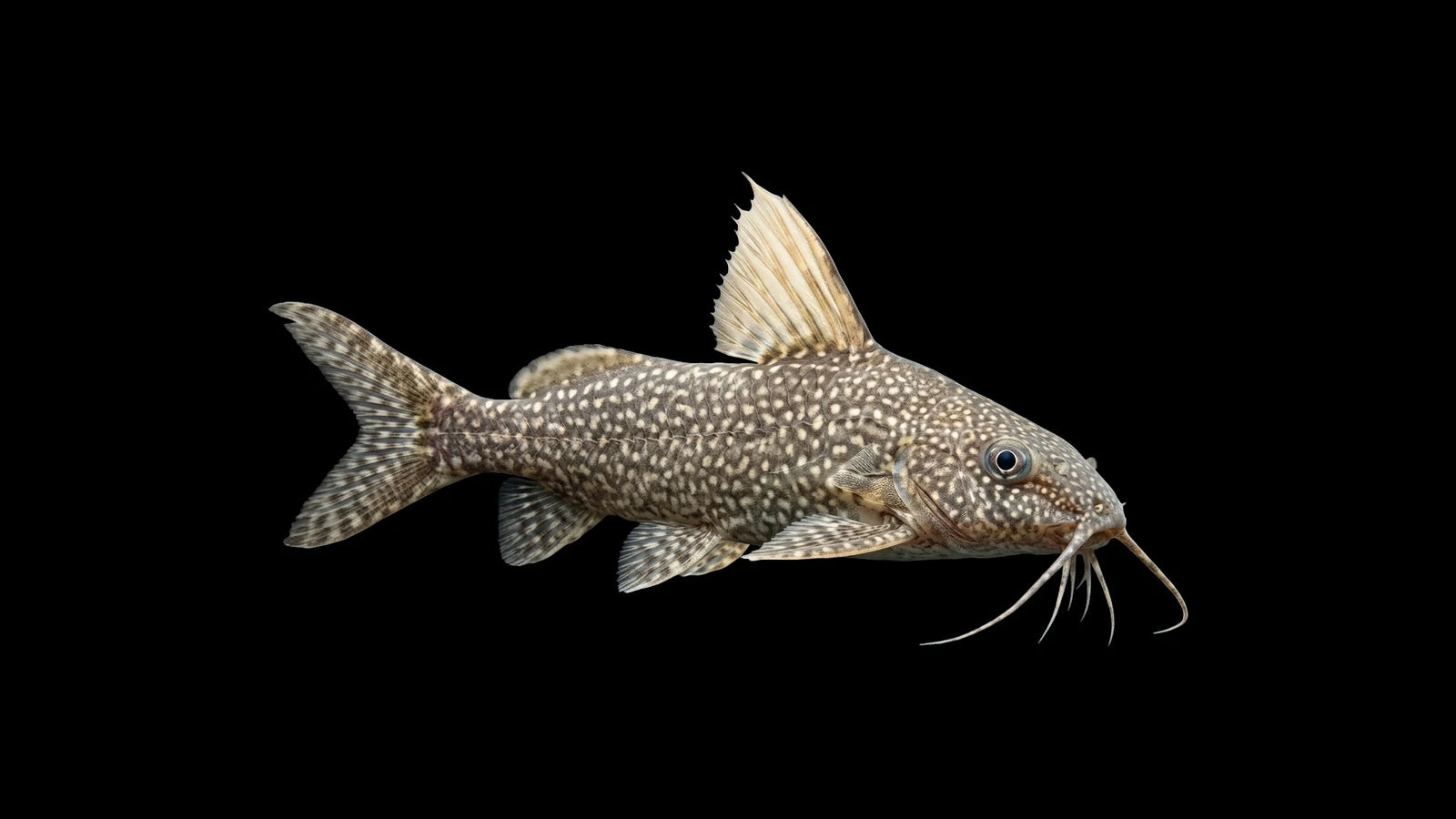 Njassae Fiderbartwels - Synodontis njassae