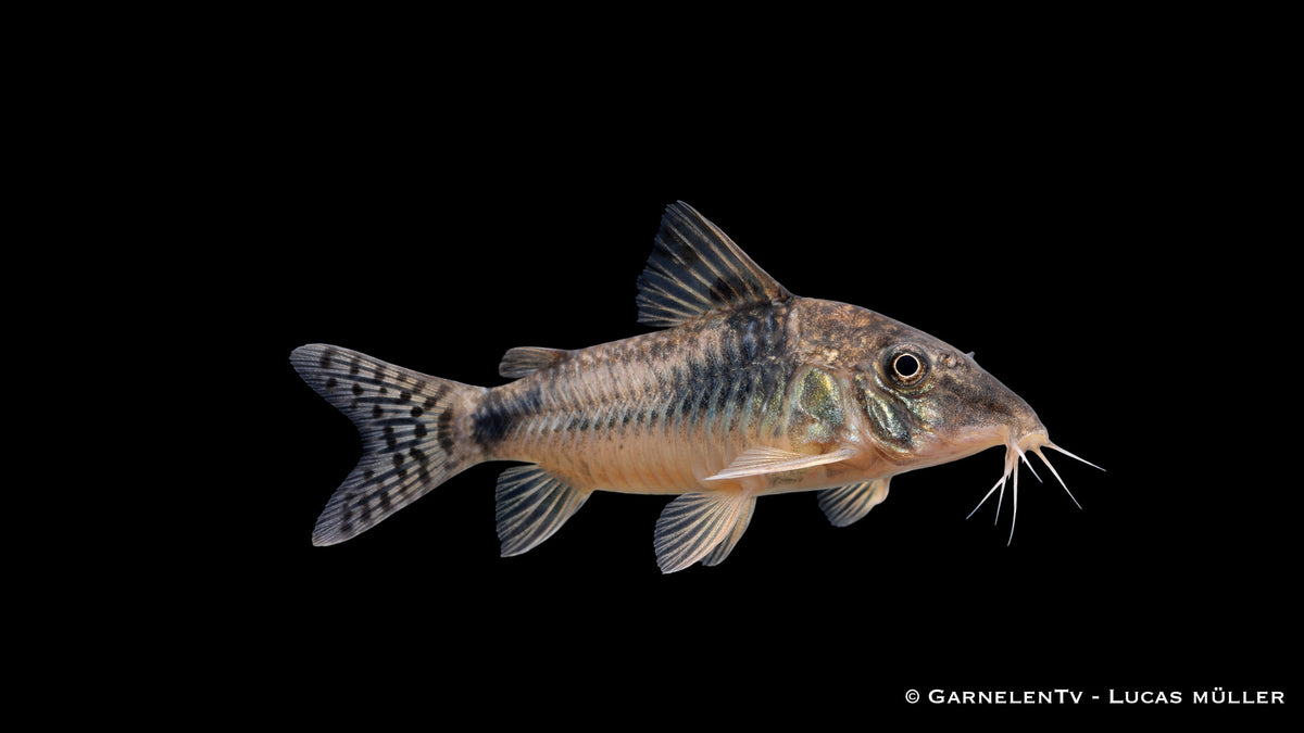 Nördlicher Langschnauzen Panzerwels - Corydoras septentrionalis