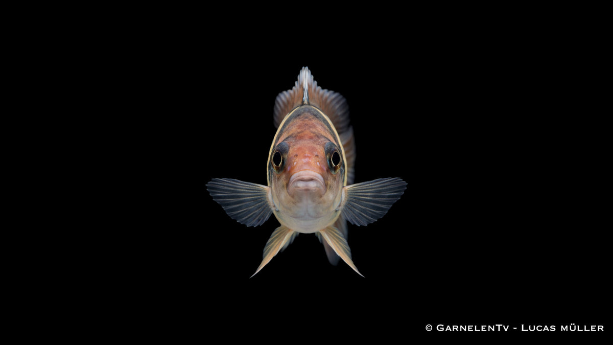 Nyereri Maulbrüter - Haplochromis nyereri red head von vorne