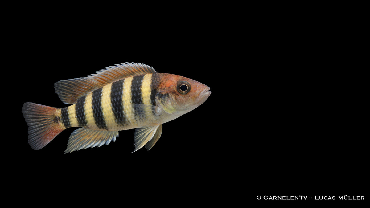Nyereri Maulbrüter - Haplochromis nyereri red head